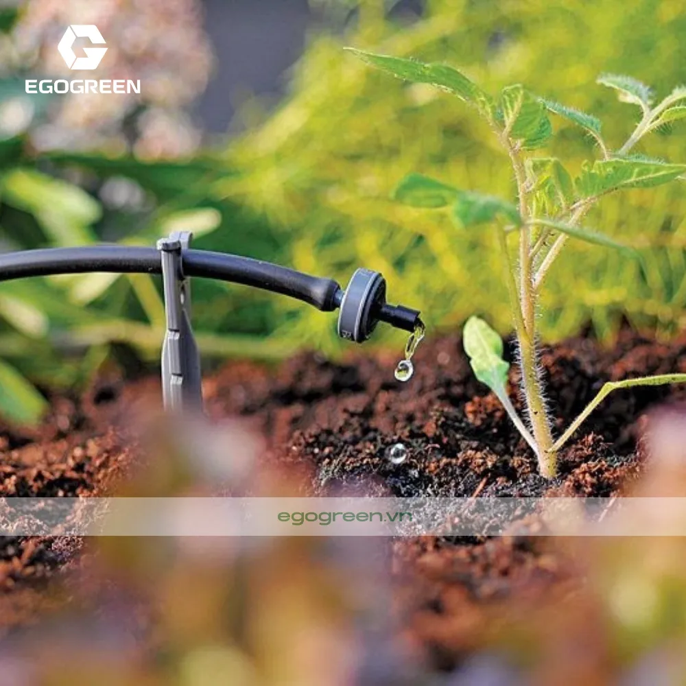 Sử dụng hệ thống tưới nhỏ giọt tự động